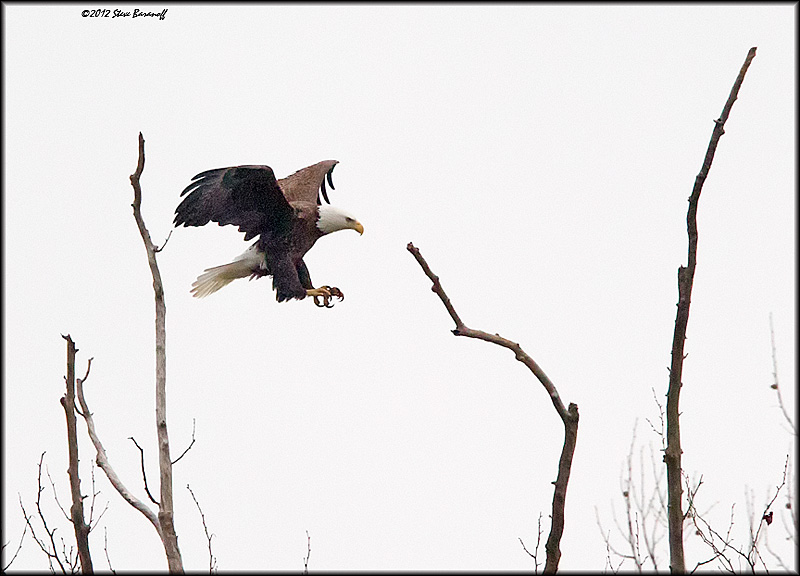 _2SB2475 american bald eagle.jpg